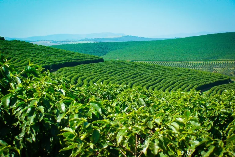 Bioestimulantes À Base De Extrato De Algas Marinhas Na Agricultura