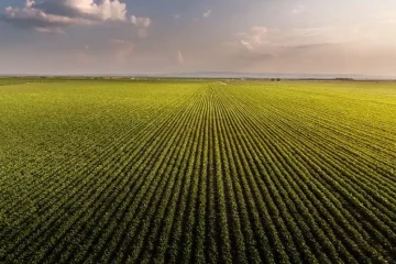 Cerrado: O Pilar Da Agricultura Brasileira