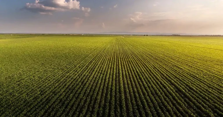 Cerrado: O Pilar Da Agricultura Brasileira