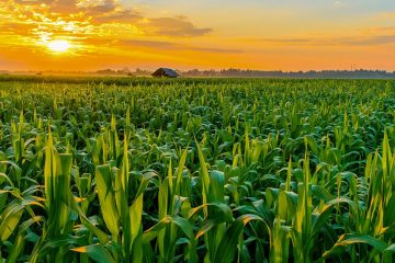 Como Escolher O Melhor Fertilizante Para Milho?