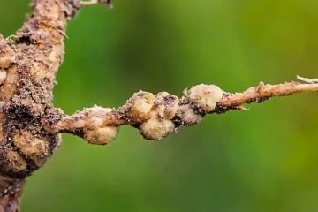 Como Fazer A Identificação Dos Nematoides Na Cana De Açúcar?