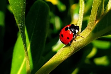 Controle Biológico. Uma Solução Eficiente E Sustentável Para A Agricultura Brasileira