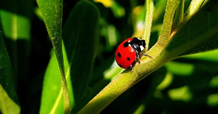 Controle Biológico. Uma Solução Eficiente E Sustentável Para A Agricultura Brasileira