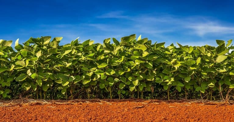 Entenda A Importância Do Monitoramento No Manejo Integrado De Pragas