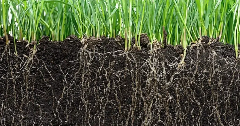 Entendendo A Rizosfera. Como A Comunidade Microbiana Afeta A Nutrição E Saúde Das Plantas