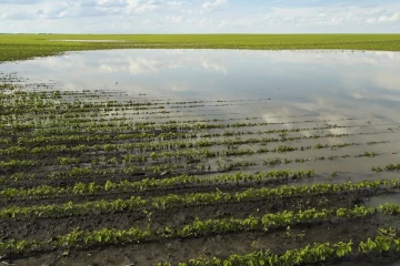 Macroalgas Marinhas. O Novo Segredo Da Agricultura Sustentável