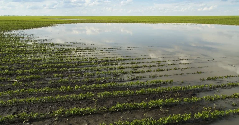 Macroalgas Marinhas. O Novo Segredo Da Agricultura Sustentável