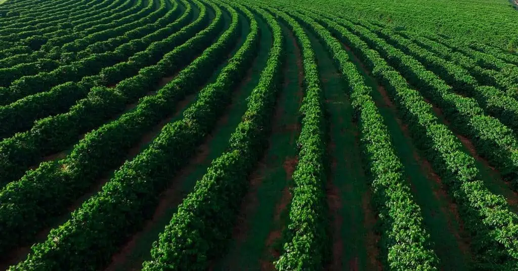 Meio Ambiente, Solo, Nutrição De Plantas E Sustentabilidade Agrícola. O Equilíbrio Perfeito Para O Futuro Da Agricultura