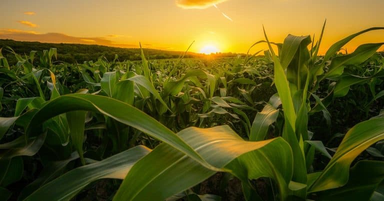 O Que É Fertilizante Na Agricultura E Quais São Os Mais Utilizados