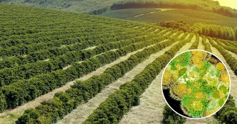 O Uso De Trichoderma Na Agricultura. Uma Abordagem Sustentável E Eficiente