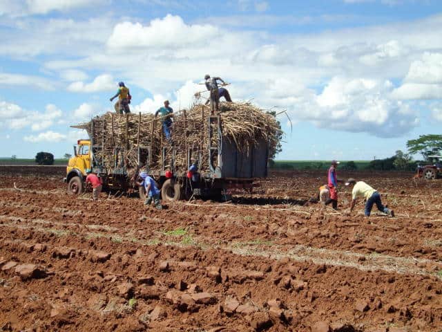 Plantio De Cana Em Toletes, Após Reforma Com Soja. Prática Essa Que Favorece O Controle De Plantas Daninhas Na Cultura Da Cana-De-Açúcar