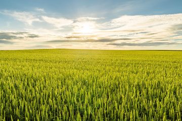 Por Que O Uso De Fontes De Potássio Para Adubação Na Agricultura É Benéfico?