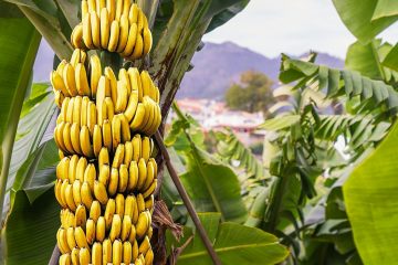 Por Que Utilizar Adubo Para Banana?