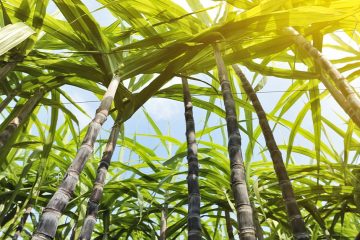 Quais São As Boas Práticas No Manejo De Plantas Daninhas Na Cultura Da Cana-De-Açúcar?