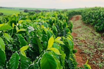 Qual A Importância Da Nutrição De Plantas No Manejo Integrado De Pragas?