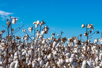 Qual Fertilizante Para Algodão Escolher?