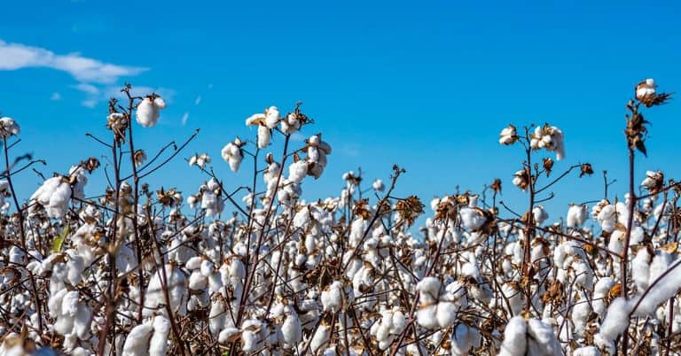 Qual Fertilizante Para Algodão Escolher?