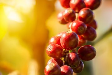 Qual O Melhor Adubo Para Café?