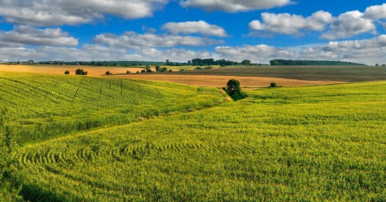 Qual O Preço Do Sulfato De Amônio No Brasil?