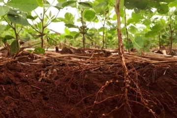 Rizobactérias E Seus Potenciais Benefícios Na Agricultura