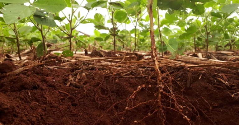 Rizobactérias E Seus Potenciais Benefícios Na Agricultura