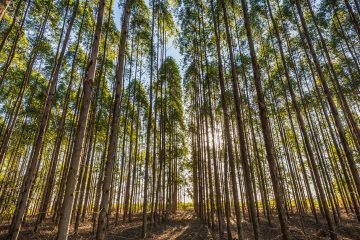 Saiba Qual O Melhor Fertilizante Para Eucalipto