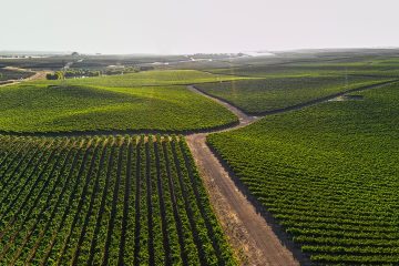 Veja O Que Os Agricultores Que Utilizam O K Forte® E O Baks® Têm A Dizer Sobre Esses Fertilizantes Inovadores E Eficientes