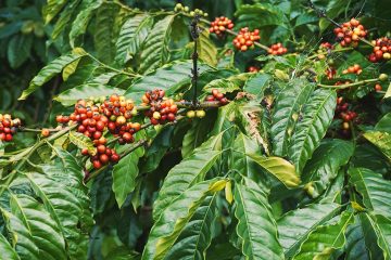 Adubação Com Micronutrientes Quais Os Benefícios Do Cobre No Café