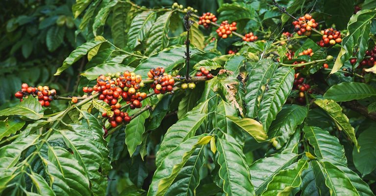 Adubação Com Micronutrientes Quais Os Benefícios Do Cobre No Café