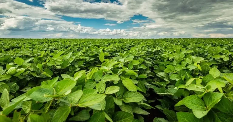 Agricultor De Paragominas Conta Como O K Forte® Melhorou A Produtividade Da Lavoura E A Saúde Biológica Do Solo