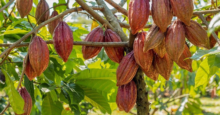 Agricultor Do Município De Tomé-Açu, No Pará, Conta Como O K Forte® Ajudou A Reduzir Os Custos E Otimizar O Manejo