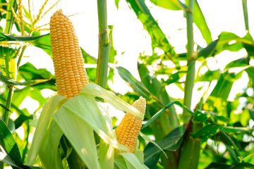 Agricultura De Precisão. Aumentando A Rentabilidade E Produtividade Na Produção De Grãos