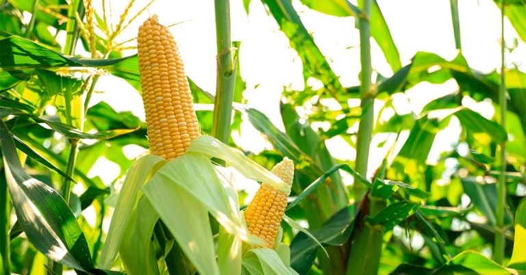 Agricultura De Precisão. Aumentando A Rentabilidade E Produtividade Na Produção De Grãos