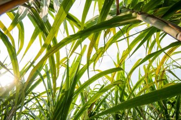 Cana-De-Açúcar Como Pesquisadores Viram Aumento De Até 18 Por Cento Em Produtividade Com A Tecnologia Da Verde Agritech