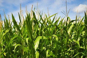 Cobre No Milho: Entenda A Importância Desse Micronutriente