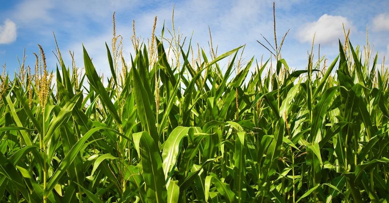 Cobre No Milho: Entenda A Importância Desse Micronutriente