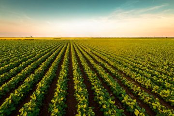 Como O Sinergismo Entre Silício E Fósforo É Importante Para O Sucesso Da Agricultura