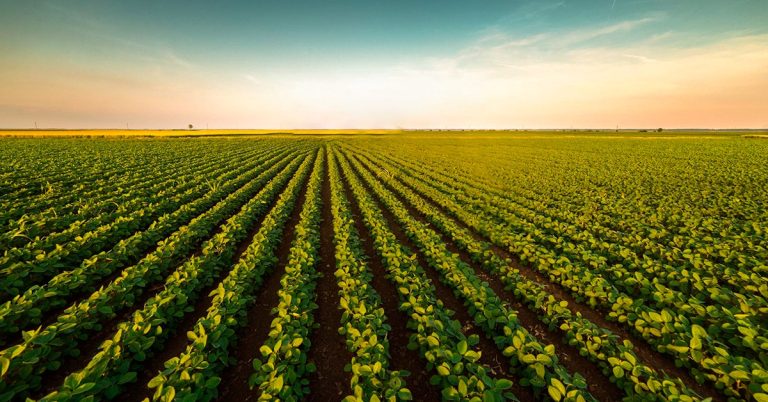 Como O Sinergismo Entre Silício E Fósforo É Importante Para O Sucesso Da Agricultura