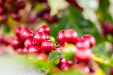 Como O Uso Do Zinco No Café Melhora A Qualidade E Produtividade Dessa Cultura