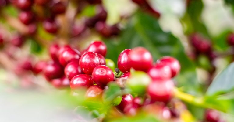 Como O Uso Do Zinco No Café Melhora A Qualidade E Produtividade Dessa Cultura