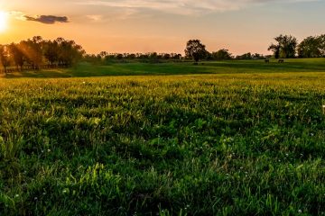 Compactação Do Solo Impactos Na Nutrição Mineral E Produtividade De Plantas Forrageiras