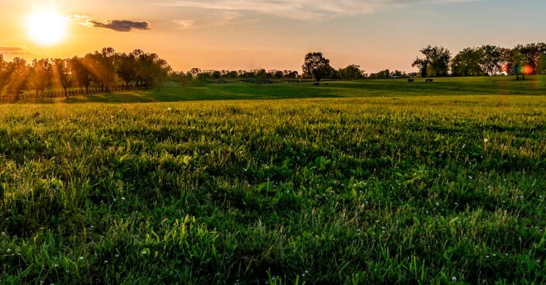 Compactação Do Solo Impactos Na Nutrição Mineral E Produtividade De Plantas Forrageiras