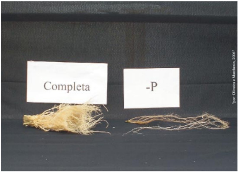 A Deficiência De Fósforo Em Pastagem Afeta As Raízes Das Plantas