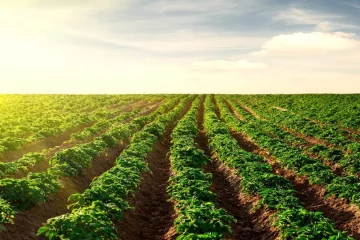 Descubra O Que Os Agricultores Estão Fazendo De Diferente Para Perder Menos Na Adubação Potássica