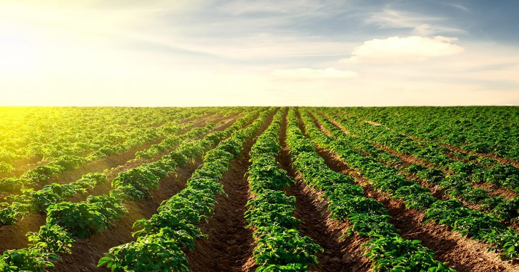 Descubra O Que Os Agricultores Estão Fazendo De Diferente Para Perder Menos Na Adubação Potássica