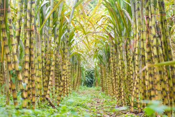 Descubra Qual O Melhor Fertilizante Potássico Para Cana