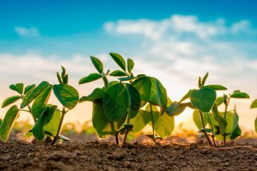 Entenda A Relação Da Nutrição Da Planta Matriz E A Determinação Da Qualidade De Propágulos