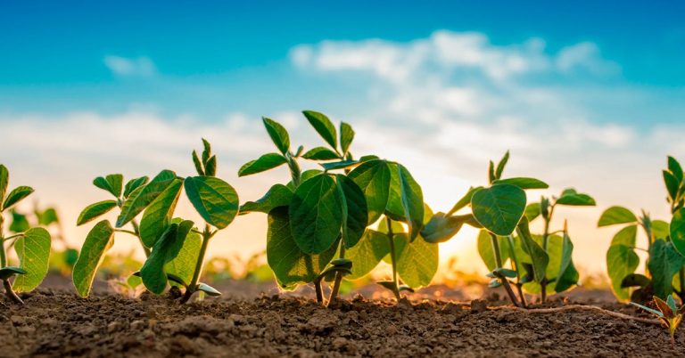 Entenda A Relação Da Nutrição Da Planta Matriz E A Determinação Da Qualidade De Propágulos