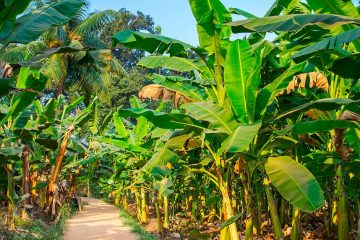 Entenda Porque Você Deve Usar Fontes De Potássio Para Adubação Da Banana