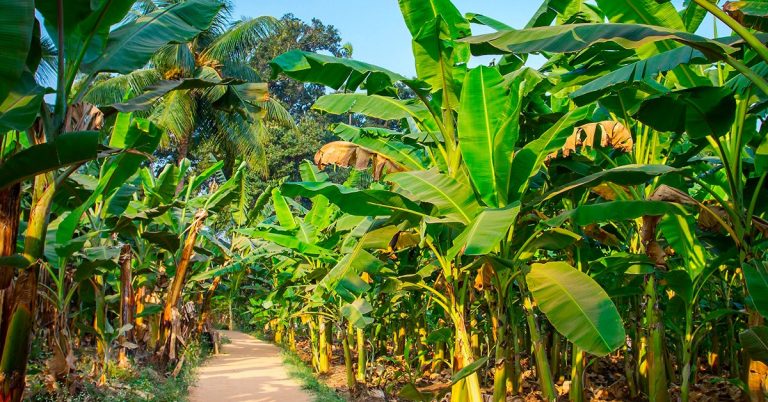 Entenda Porque Você Deve Usar Fontes De Potássio Para Adubação Da Banana